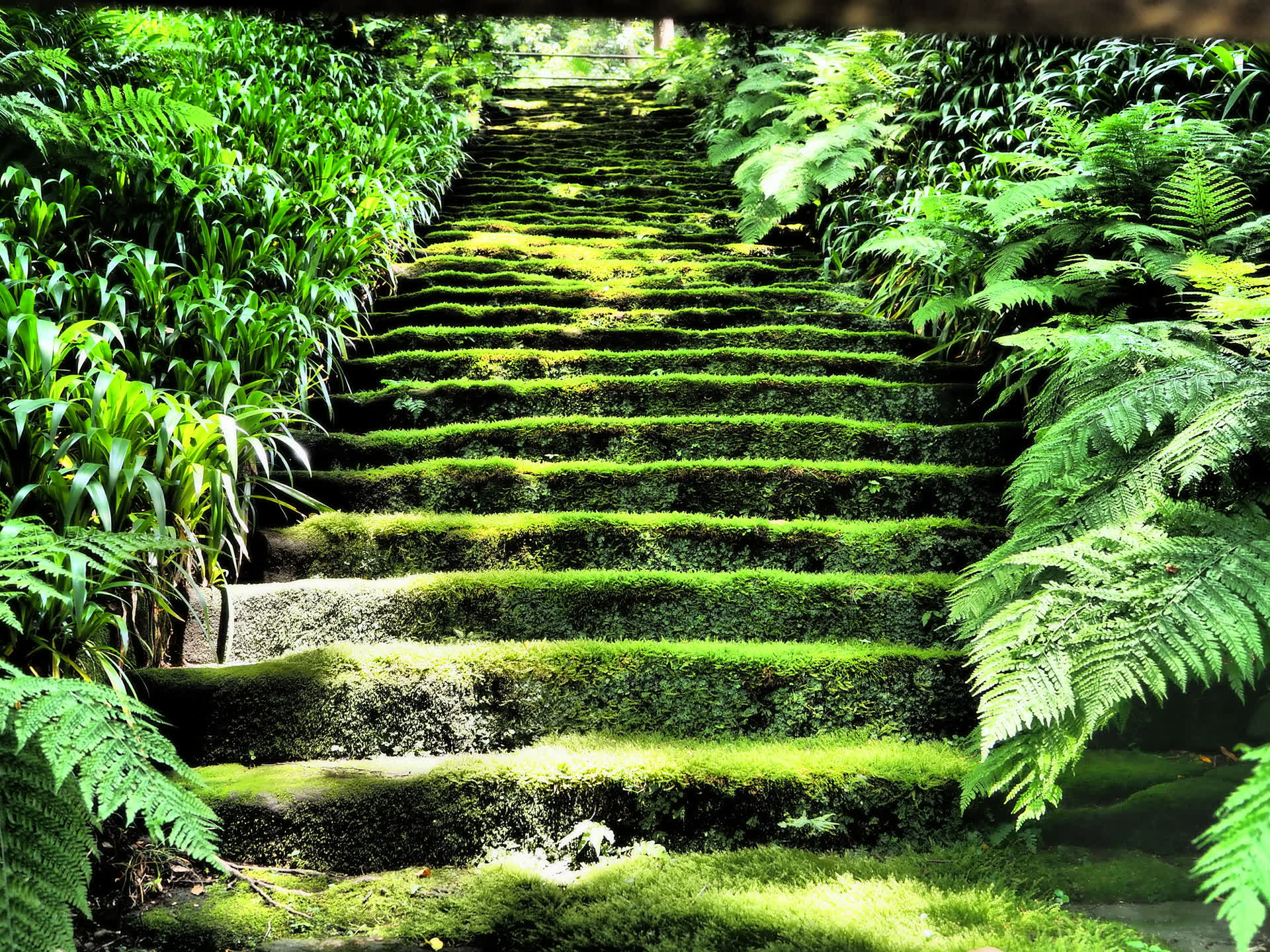 A long flight of stone steps blanketed in moss, climbing into a shaded grove of ferns